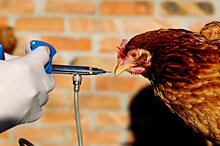На костромской птицефабрике обнаружили птичий грипп