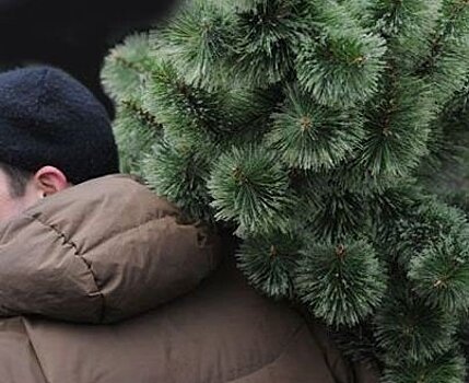 Экоактивисты предложили россиянам подарить стране на Новый год 100 тыс. новых елок