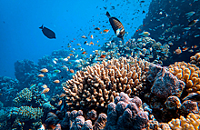 В ООН одобрено соглашение о защите Мирового океана
