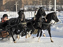 Названы в новогодние праздники у россиян популярны конные туры