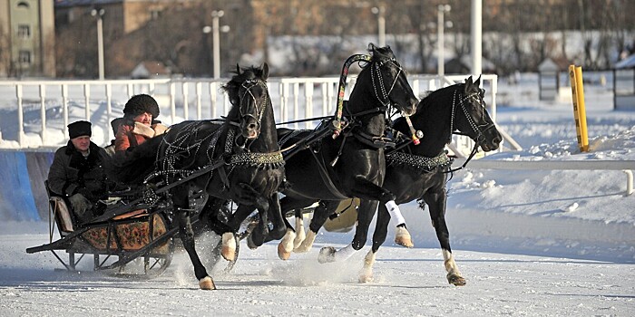 Названы в новогодние праздники у россиян популярны конные туры