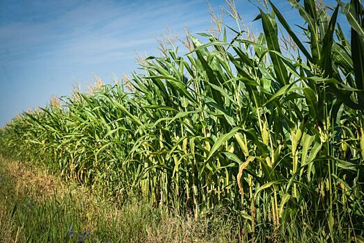 В РАН создана тест-полоска для выявления болезней у сельхозкультур