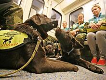 Служебные собаки-проводники в столичном метрополитене