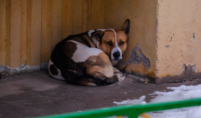 В Волгограде 14-летнюю девочку покусала бездомная собака