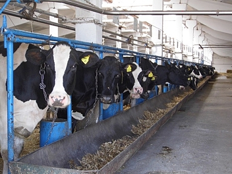 Комплекс почти на 450 дойных коров открыли в Лысковском районе