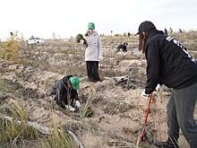 5 тысяч сеянцев сосны высадили в Дзержинске в рамках акции «Посади лес»