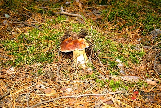 Опять без белых: почему на Южном Урале исчезли грибы