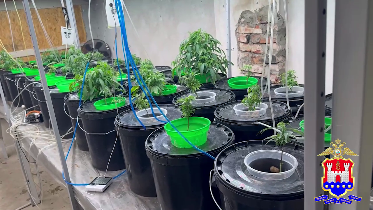 В Калининграде осудят наркоплантаторов и закладчика, сбывавших каннабис через четыре своих наркомаркета