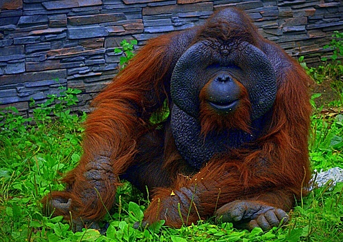 Мэрию российского города заподозрили в подтасовке на выборах талисмана