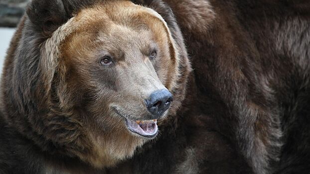 В Магаданской области охотник застрелил другого, перепутав его с медведем