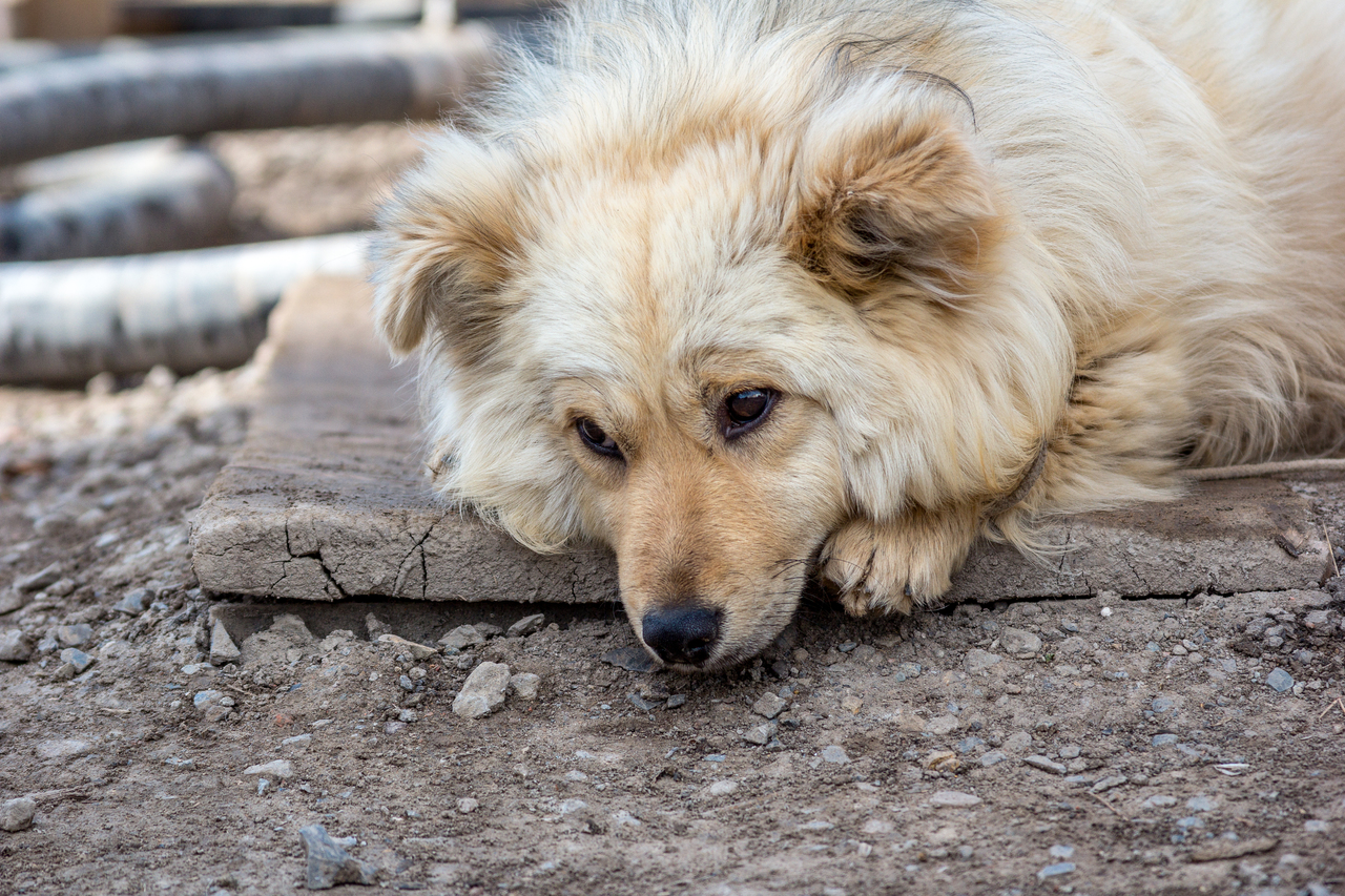 Власти Кемерова объяснили сложность организации площадок для выгула собак в жилых зонах