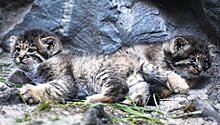 Домашняя кошка выкармливает трех котят манула в Новосибирском зоопарке