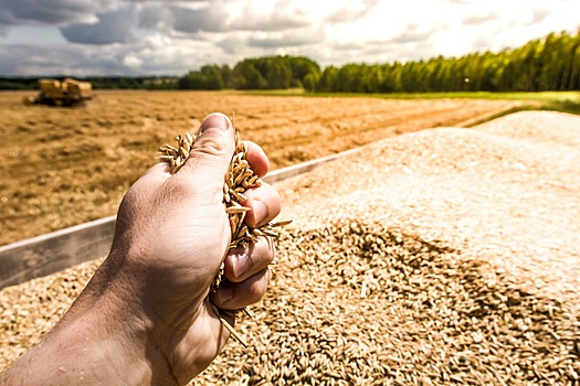 Пошлина на экспорт пшеницы с июня вырастет до 70 процентов