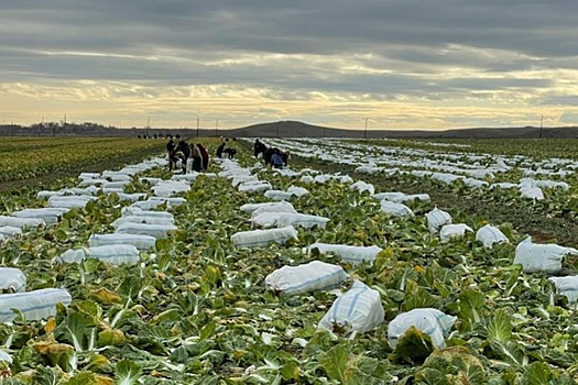 В Дербентском районе собирают зимний урожай пекинской капусты