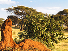 Редкости, которые надо увидеть хотя бы раз в жизни