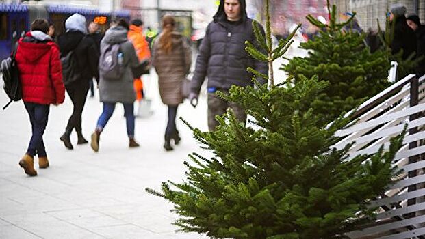 Названа стоимость новогодней елки в Подмосковье