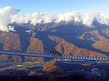 Лиса прошлась по подвесному мостику над пропастью в горах Сочи