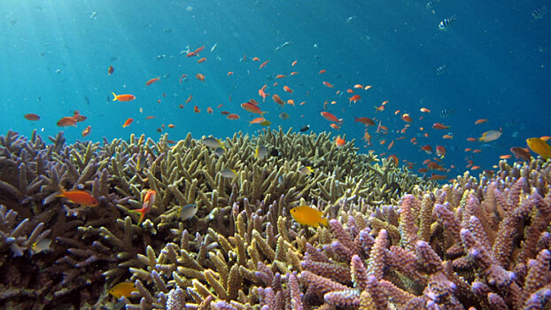 В Австралии открыли новый коралловый риф. Он оказался выше самых больших небоскребов мира