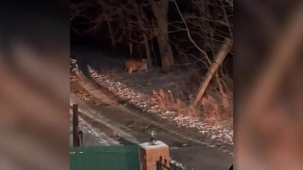 В Приморье опасный хищник вновь совершил нападение