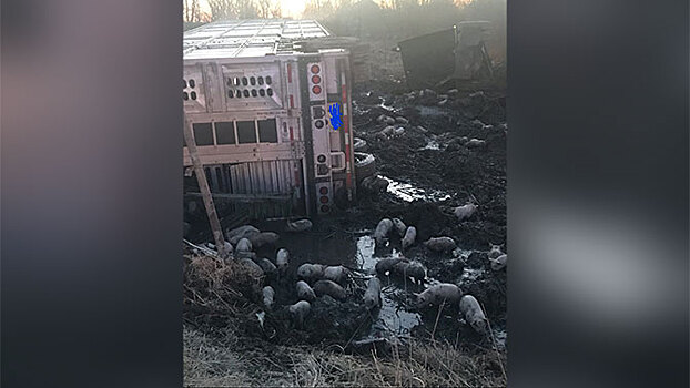 Ловили всей деревней: тысячи поросят оказались на свободе после ДТП с грузовиком