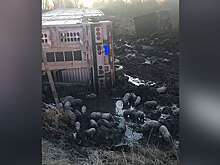 Ловили всей деревней: тысячи поросят оказались на свободе после ДТП с грузовиком