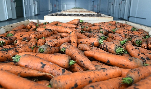 Волгоградская область экспортировала в Казахстан 380 тонн овощей