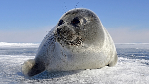 В России рассказали о влиянии туризма на байкальских нерп