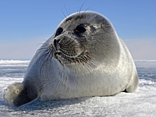 В России рассказали о влиянии туризма на байкальских нерп