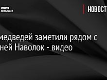 Двух медведей заметили рядом с деревней Наволок - видео