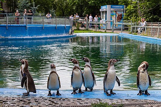 Пингвины зоопарка «Роев ручей» отмечают годовщину переезда в Красноярск