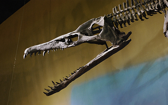 Найден самый большой плиозавр на территории России