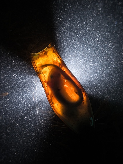 Победителем в номинации "Лучший британский подводный фотограф" первенствовал Дэн Болт, запечатлевший появление на свет акулы