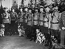 Суджанские доберман-пинчеры 110 лет назад