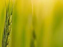 Рекомендации по борьбе со злаковыми мухами и корневыми гнилями