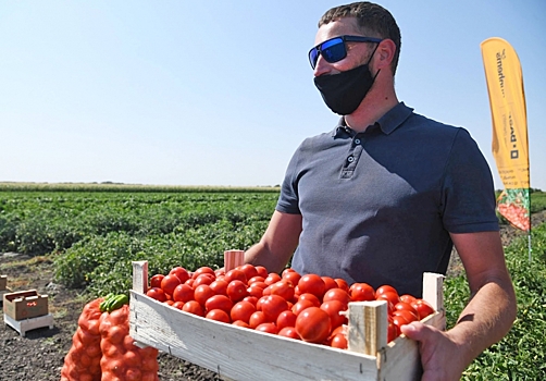 Эти сорта томатов подойдут для выращивания в жарком волгоградском климате