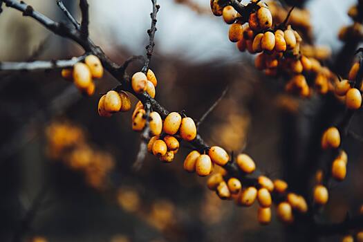 Провоцирует изжогу и аллергию: так ли полезна облепиха