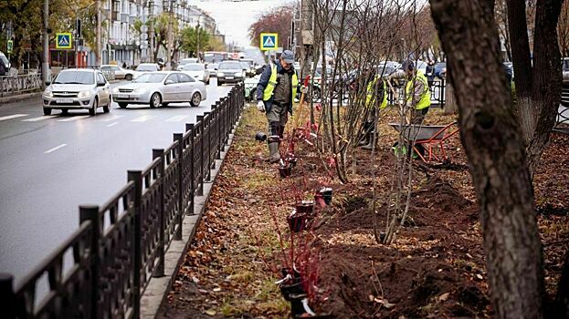 На Октябрьском проспекте высаживают «живую» изгородь