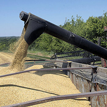 Украинские аграрии экспортируют зерно, не боясь оставить страну без хлеба