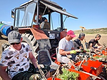 В Крыму высадили плантацию сырья для производства отечественного фитобиотика