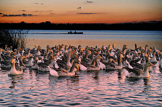 Госдума денонсировала конвенцию о защите водно-болотных угодий