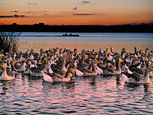 Госдума денонсировала конвенцию о защите водно-болотных угодий