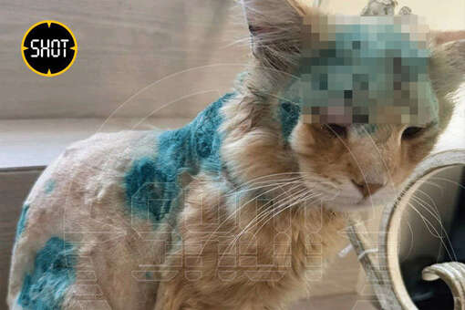 Shot: в подмосковном Пушкино серийный живодер стреляет по кошкам