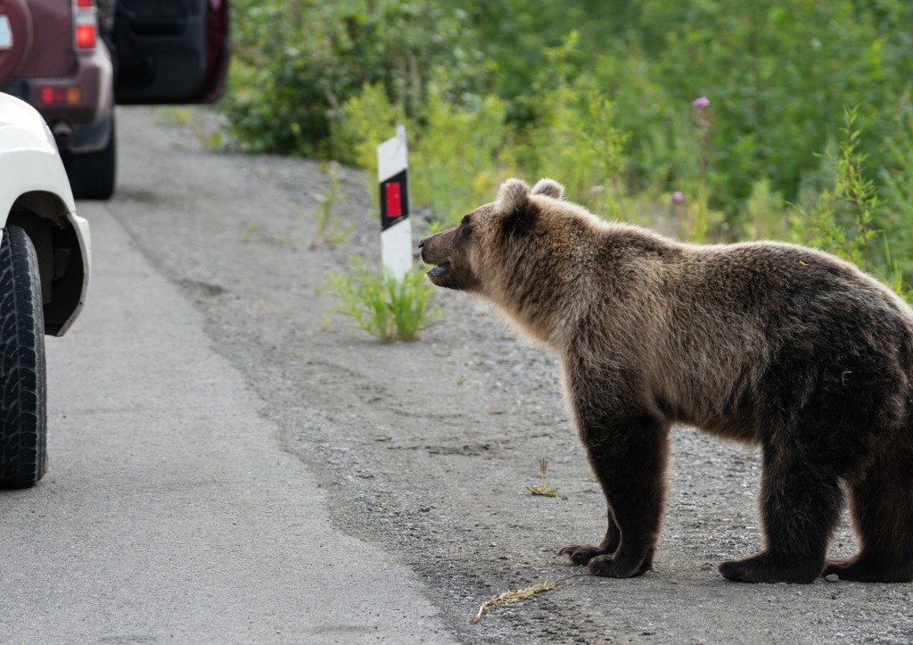 На Камчатке медведь вышел к людям и попал на видео