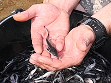 За 2020 год 8,6 миллиона рыб выпустили в реки Волгоградской области