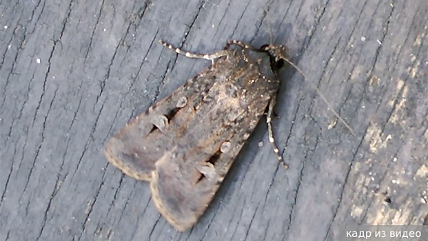 Ученые выявили у бабочек умение ориентироваться по звездам