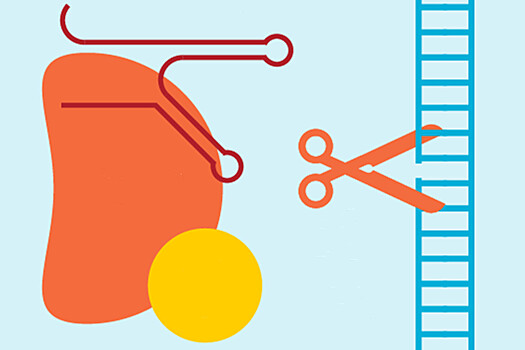 Фронтир нейронаук. Редактирование генома применили в борьбе с аутизм