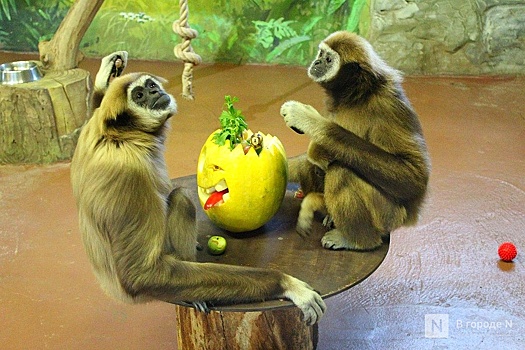 Нижегородские пары смогут посетить зоопарк «Лимпопо» по одному билету