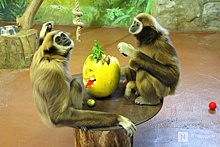 Нижегородские пары смогут посетить зоопарк «Лимпопо» по одному билету