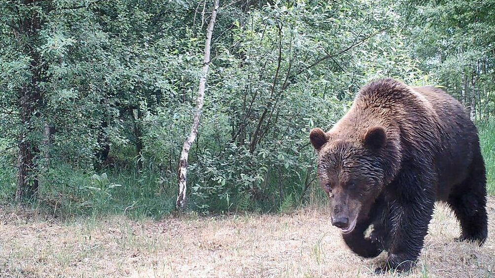 Фотоловушки зафиксировали уникальное биоразнообразие.