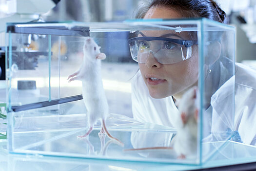 Ученые разработали комплекс диагностики рака с помощью крыс
